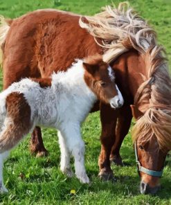 Shetland Pony Paint By Numbers