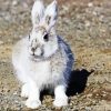 Snowshoe Hare Paint By Number