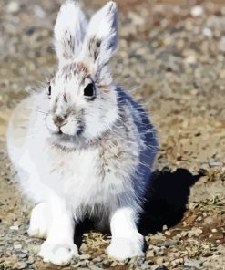 Snowshoe Hare Paint By Number