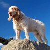 Spinone Italiano Dog Paint By Numbers