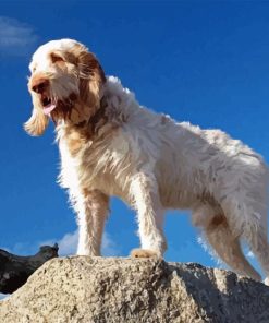 Spinone Italiano Dog Paint By Numbers