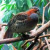 Chinese Bamboo Partridge Paint By Number