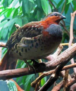 Chinese Bamboo Partridge Paint By Number