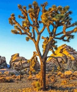 Joshua Tree National Park Paint By Numbers