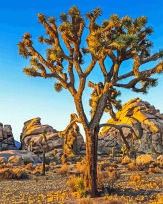 Joshua Tree National Park Paint By Numbers