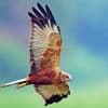 Marsh Harrier Paint By Numbers