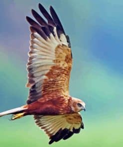 Marsh Harrier Paint By Numbers