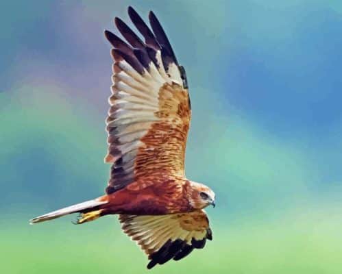 Marsh Harrier Paint By Numbers