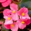 Pink Begonias Paint By Numbers