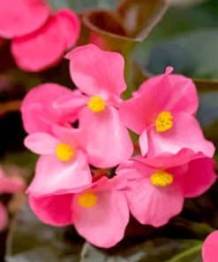 Pink Begonias Paint By Numbers