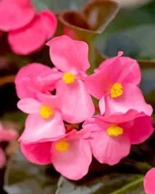 Pink Begonias Paint By Numbers