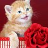 Red Rose And Cat Paint By Number