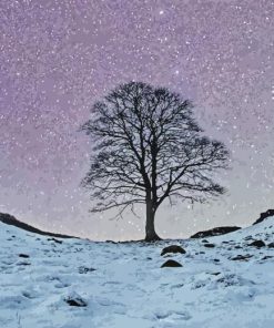 Sycamore Gap Tree Paint By Number