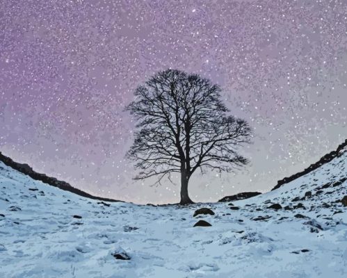 Sycamore Gap Tree Paint By Number