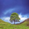 Sycamore Gap Tree Paint By Numbers