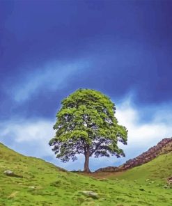 Sycamore Gap Tree Paint By Numbers