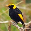 The Regent Bowerbird Paint By Number