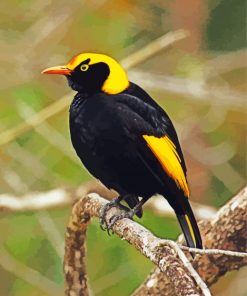 The Regent Bowerbird Paint By Number