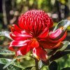 Waratah Telopea Speciosissima Paint By Number