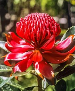 Waratah Telopea Speciosissima Paint By Number