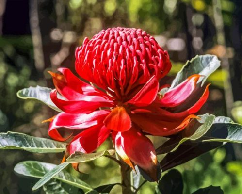 Waratah Telopea Speciosissima Paint By Number