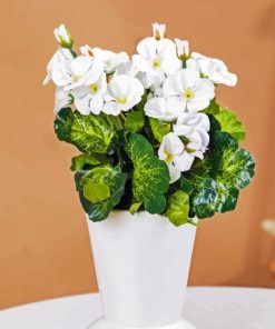 White Begonias Vase Paint By Numbers