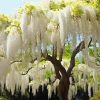 White Wisteria Tree Paint By Number