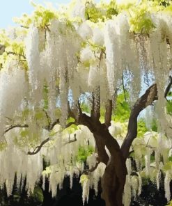 White Wisteria Tree Paint By Number