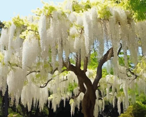 White Wisteria Tree Paint By Number