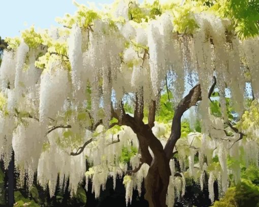 White Wisteria Tree Paint By Number