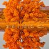 Fall Tree Water Reflection Paint By Numbers