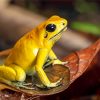 Golden Poison Dart Frog Paint By Number