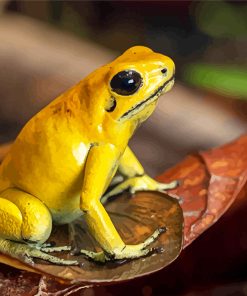 Golden Poison Dart Frog Paint By Number