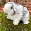 Holland Lop Paint By Numbers