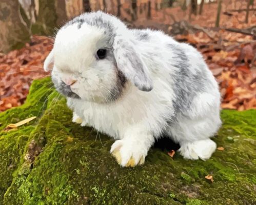 Holland Lop Paint By Numbers