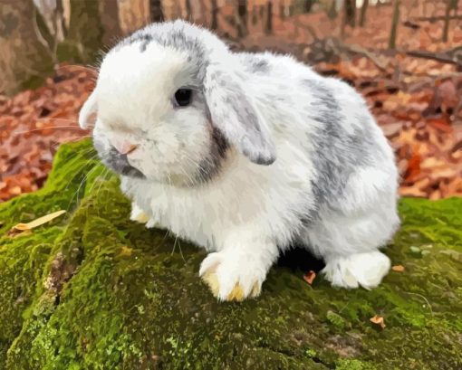 Holland Lop Paint By Numbers