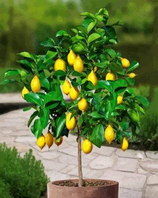 Lemon Plant Paint By Numbers