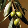 Olive Branch Paint By Number