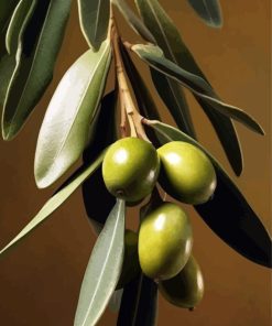 Olive Branch Paint By Number