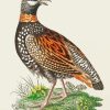 Partridge Bird Paint By Numbers