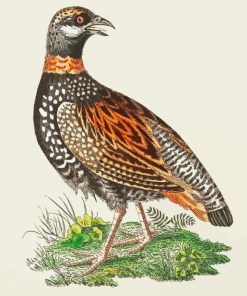 Partridge Bird Paint By Numbers