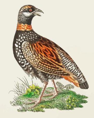 Partridge Bird Paint By Numbers