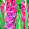 Pink Gladiolus Paint By Number