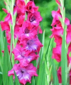 Pink Gladiolus Paint By Number