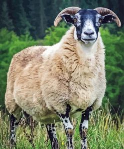 Scottish Black Faced Sheep Paint By Number