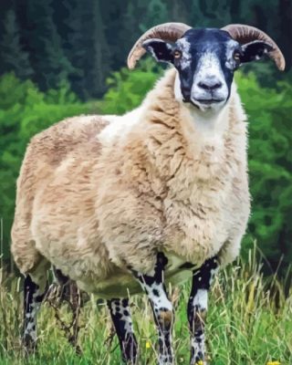 Scottish Black Faced Sheep Paint By Number