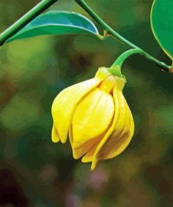 Yellow Ylang Ylang Paint By Number