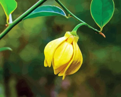 Yellow Ylang Ylang Paint By Number