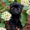 Affenpinscher Paint By Numbers