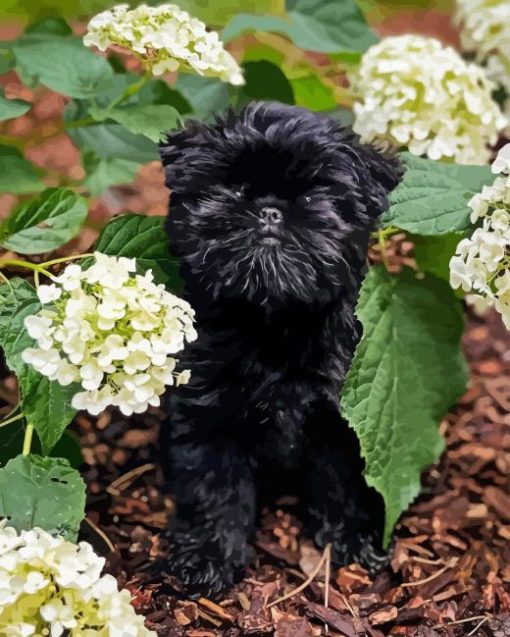 Affenpinscher Paint By Numbers